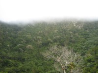 Sint Eustatius-pohled do jícnu sopky