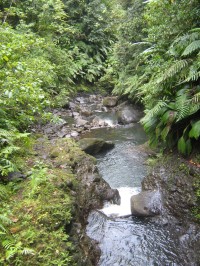 cesta k vodopádům Carbet Falls