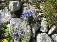 Tatranská květena na svahu Sedielku