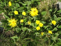 Tatranská květena na svahu Sedielku