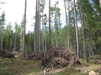 Lesy ve Smokovci