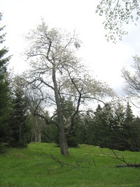 planina na Dvorském vrchu