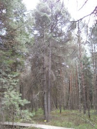 Borkovická blata - tzv. Blatská princezna - nejstarší borovice