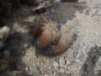 Cholla Cactus Garden