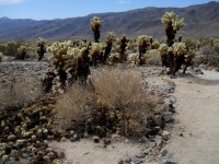 Cholla Cactus Garden