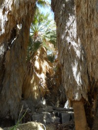 Cesta k Lost Palms Oasis