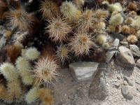 Cholla Cactus Garden