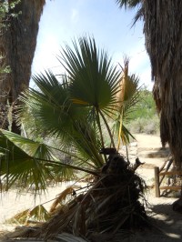 Cesta k Lost Palms Oasis