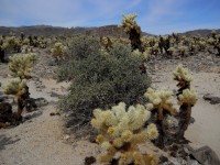 Cholla Cactus Garden