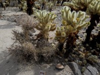 Cholla Cactus Garden