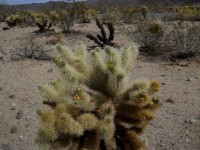 Cholla Cactus Garden