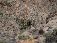 Lost Palms Canyon