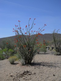 Lake Pleasant