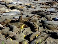 Z cesty po západním pobřeží-Elephant Seal