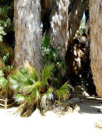 Národní park Joshua Tree - z cesty k Lost Palms Oasis