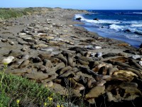 Z cesty po západním pobřeží-Elephant Seal