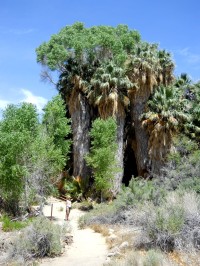 Národní park Joshua Tree - z cesty k Lost Palms Oasis