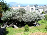 Park Russian Hill