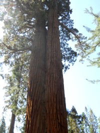 Mariposa Grove