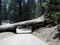 Sequoia park - cesta ke  Crescent Meadow