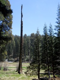 Sequoia park - Crescent Meadow