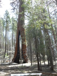 Mariposa Grove