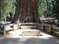 Sequoia park -General Sherman