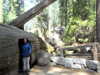 Sequoia park - ke Generalu Shermanovi