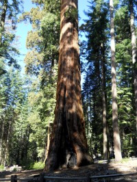 Yosemitský národní park - Mariposa Grove