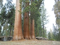 U Giant Forest Muzeum