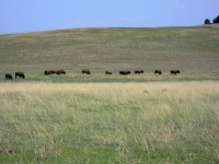 Bizoni na trase ze Zionu do Bryce
