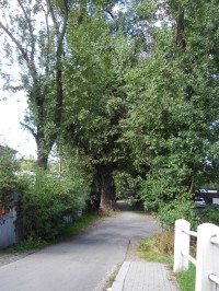 Památný strom Topol černý na kraji Kilometrovky