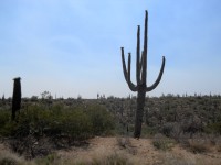 Poslední kaktusy Saguaro