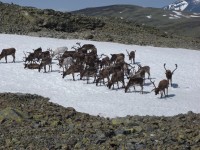 Východní část Jotunheimu