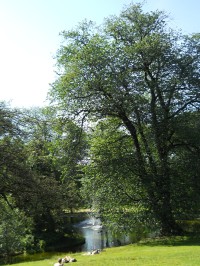 Park u královského paláce