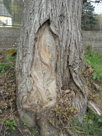 Zajímavý detail stromu při silnici v Rudné