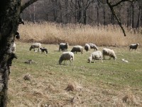 ovce blízko Lbína