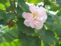 Růžová buganvílie