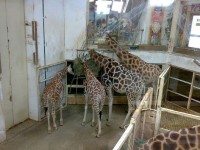 Žirafí rodinka