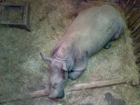Nosorožec v polední siestě