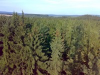 Smrková monokultura Slavkovský les