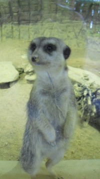 Zvědavá surikata