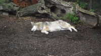 Unavený vlk