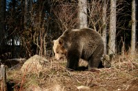 Medvědí les BÄRENWALD Arbesbach ve Waldviertelu