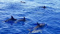 Madeira - výlet za delfíny