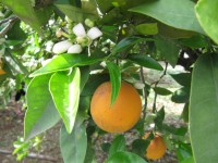Květ pomeranče zároveň s plodem