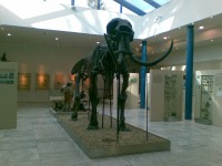 Kostra mamuta