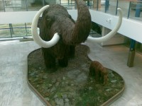 Mamut