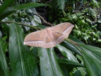 Výstava motýlů v Botanické zahradě