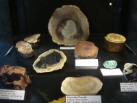 rozmanitost zkamenělého dřeva
